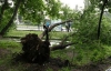 В Киеве ветер вырывал деревья с корнями и кидал их на авто (ФОТО)
