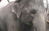 В центре Цюриха час ловили слона, который убежал из цирка