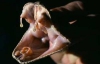 Ученые изобрели вакцину против змеиного яда