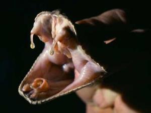 Ученые изобрели вакцину против змеиного яда