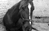 Кони перед смертью не спят и плачут
