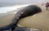 На нью-йоркском пляже нашли восьмиметрового кита (ФОТО)