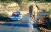 В ЮАР слоны преследуют сборную США
