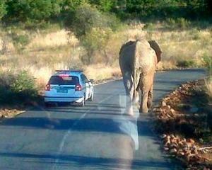 В ЮАР слоны преследуют сборную США