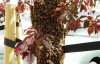 У центрі Ужгорода рій бджіл ганявся за людьми