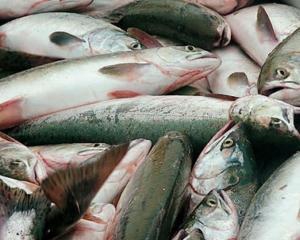 В Херсонской области массовый замор рыбы