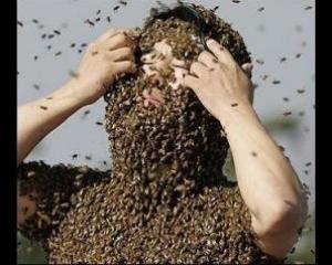 Садовник умер от 500 пчелиных укусов