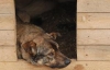 В Венгрии ураган унес собаку вместе с ее будкой на 32 километра