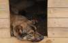 В Венгрии ураган унес собаку вместе с ее будкой на 32 километра