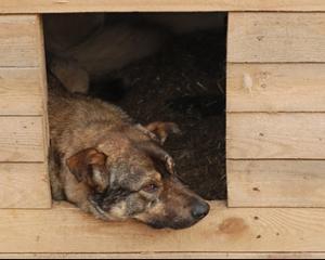 В Угорщині ураган відніс собаку разом з її будкою за 32 кілометри