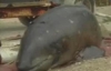 В Мариуполе браконъеры поймали краснокнижного дельфина (ФОТО)