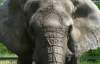 В Черновецкого говорят, что зоопарк не может принять новых слонов
