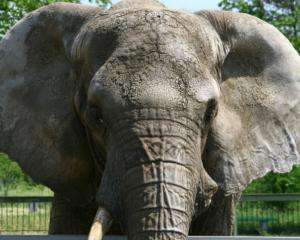 У Черновецького кажуть, що зоопарк не може прийняти нових слонів 