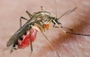 Закарпатье страдает от невиданного нашествия комаров