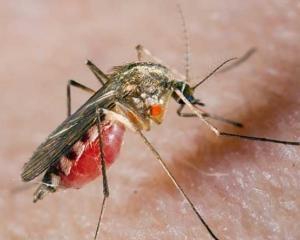 Закарпаття потерпає від небаченого нашестя комарів