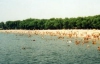 300 пляжів в Україні закриті через невідповідність санітарним нормам 