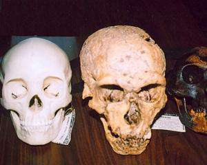 Неандертальцы и люди могли разделиться 1 млн лет