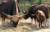 У київському зоопарку закатували ще одну тварину