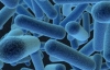 Бактерии находят жертв по запаху