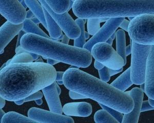 Бактерии находят жертв по запаху