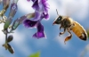 Бджолина отрута лікує артрит