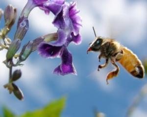 Бджолина отрута лікує артрит