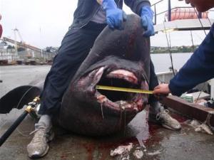 Рибалки зловили на вудочку рекордну 880-кілограмову акулу
