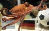Аргентинцы предложили сделать из немецкого осьминога морепродукт