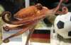 Аргентинці запропонували зробити з німецького восьминога морепродукт