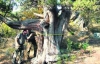 В Крыму нашли самое старое в Украине дерево (ФОТО)
