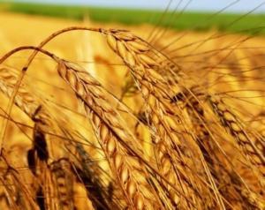 Аграрії погрожують залишити країну без зерна