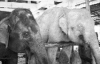 Слонов-альбиносов прогоняют из стада