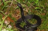 На Прикарпатті почастішали напади змій