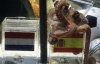 Чудо-осьминог напророчил испанцам победу на ЧМ-2010 (ФОТО)
