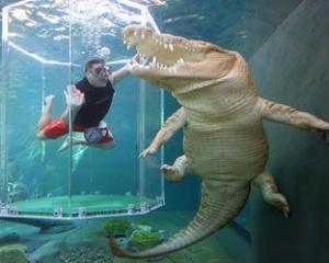 Крокодил Гарри поддержал осьминога Пауля в выборе победителя ЧМ-2010