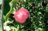 Американцы вывели яблоню, дающую гигантские плоды