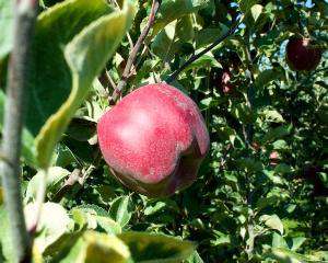 Американцы вывели яблоню, дающую гигантские плоды