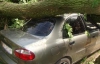 На Харьковщине дерево упало на авто и убило супругов