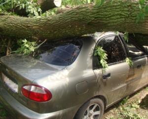 На Харківщині дерево впало на авто і вбило подружжя