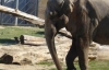 В немецком зоопарке скончалась самая старая в Европе слониха