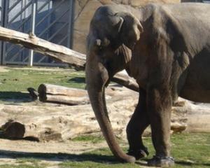 В немецком зоопарке скончалась самая старая в Европе слониха