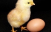 Вчені з'ясували, що курка з'явилася раніше за яйце