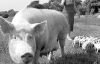 Нову породу свині виводили 13 років
