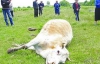 На Вінниччині 50 корів потруїлись водою з калюжі