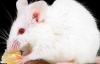 Мыши испытывают незнакомую еду на сородичах