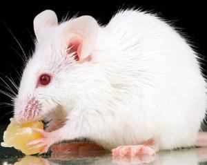Миші випробовують незнайому їжу на родичах