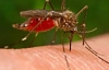 Ученые лишили комаров способности переносить малярию