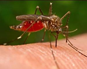 Вчені позбавили комарів здатності переносити малярію