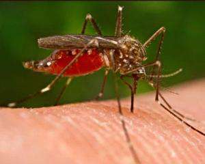 Вчені позбавили комарів здатності переносити малярію