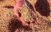 Жара ухудшила качество украинского зерна